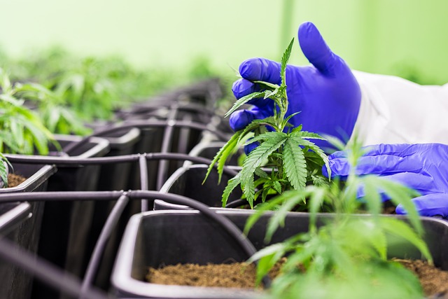 CBD products