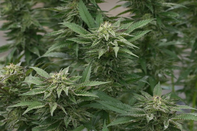cannabis